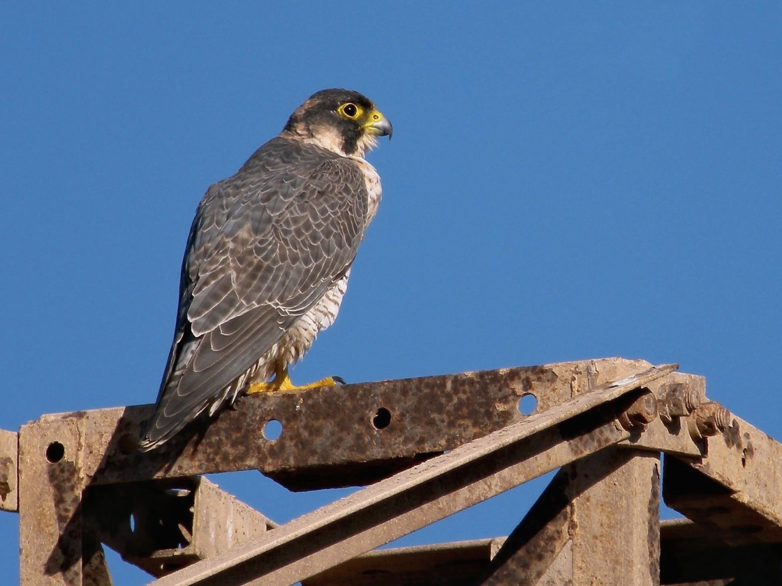 image Barbary Falcon